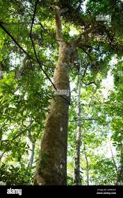 Image result for Antiaris