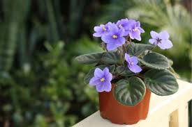 Maybe you would like to learn more about one of these? Indoor Flowers For Beginners 12 Easy Care Beauties Jay Scotts Collection