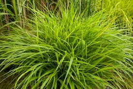 Image result for Hackelochloa