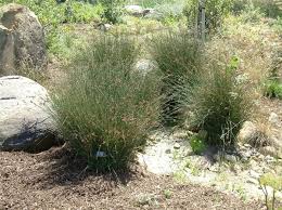 It is native to the west coast of the united states from washington to california, and into baja california, mexico. Plants By Botanical Name