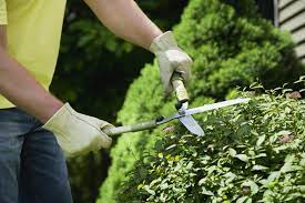What's the best way to trim an overgrown hedge? The 1 3 Rule For Pruning Shrubs