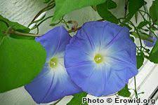 Family Convolvulaceae Genus Ipomoea Species Violacea L Or Tricolor Cav Morning Glory Plants Glory
