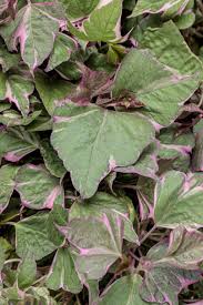 Image result for Ipomoea tricolor