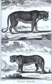 Resultado de imagen de animal invisible alborés