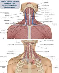 To locate findings around the circumference of the chest, use a topographic vertical lines. 8 Muscles Of The Spine And Rib Cage Musculoskeletal Key