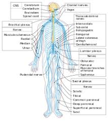 This body system is responsible for integrating and coordinating the the central nervous system can be thought of as the coordination and integration system within organisms. File Nervous System Diagram Unlabeled Svg Wikimedia Commons Nervous System Diagram Peripheral Nervous System Autonomic Nervous System