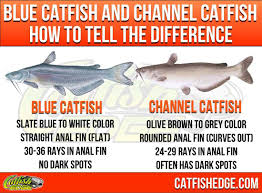 Before mtv halted production of its reality show 'catfish' in light of sexual misconduct claims against host nev schulman, he admitted to punching a woman in college. Catfish Species Essentials The Big Three Types Of Catfish