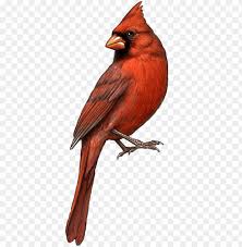 Cardinal Clipart Tiny Bird Cardinal Png Image With Transparent Background Toppng