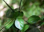 Image result for Ceropegia nilotica