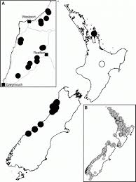 Image result for Gleichenia elongata