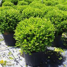 Image result for Buxus acutata