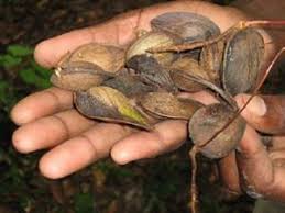 Image result for Lovoa swynnertonii