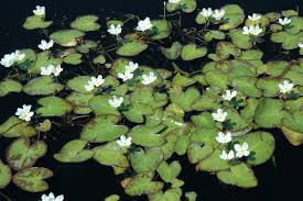 Image result for Nymphoides forbesiana