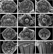 Image result for Dichilus lebeckioides