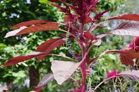 Image result for Embelia multiflora