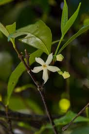 Image result for Malouetia