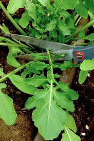 Plant a vegetable garden and you can bring fresh, nutritious veggies to your table. Peffley Cut And Come Again Gardens