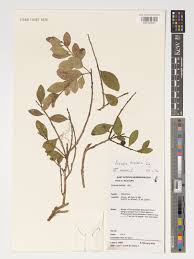 Image result for Scolopia