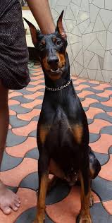 What are you waiting for? Doberman Pinscher For Sale In Ernakulam 1 Petzlover