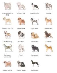 akc breeds by group non working dogs 3 of 7 dog breeds