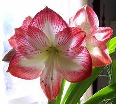 Right On Time Christmas Amaryllis Blooms Amaryllis Flowers Amaryllis Christmas Flowers