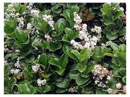 Image result for Lythrum rotundifolium
