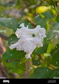 Image result for Dolichandrone alba