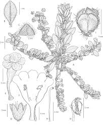 Image result for Aptosimum albomarginatum