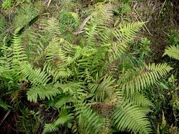 Image result for Christella dentata
