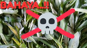 5 Bahaya Kangkung Untuk Makanan Kelinci Youtube
