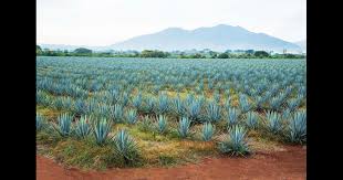 Discover avis car rental options in guadalajara, mexico, locationswith avis rent a car. Hertz Car Rentals In Guadalajara From 52 Day Kayak