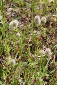 Image result for Trifolium masaiense
