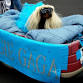 New Hope Dog Festival