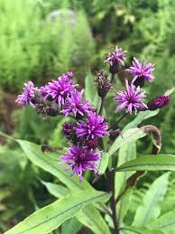 Image result for Vernonia undulata