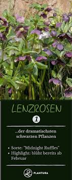 10 Schwarze Pflanzen Fur Mehr Drama In Ihrem Garten Pflanzen Garten Lenzrose