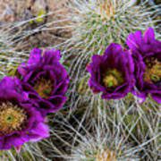 Apologizing could be hard for someone who got a pride and make a stand on a situation but you can just take down your pride in order to make it and be truly sincere. Four Little Cactus Blooms Photograph By Lynn Thomas Amber