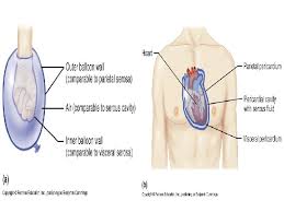 Body parts and their accompanying medical terms don't make a whole lot of sense until you can put them in the context of their general location within the body. Organs In The Body Quadrants Abdominal Regions Anatomy Landmarks And Contents Kenhub Body Anatomy Organs Human Body Organs Human Body Anatomy Msa Laluu