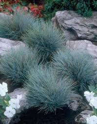 It is ready to use, just put it into your scene. Blue Mountain Grass 10 Seeds Festuca Glauca Blue Fescue Etsy In 2021 Xeriscape Front Yard Low Maintenance Landscaping Front Yard Small Front Yard Landscaping