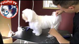 Obtener las 5 mejores ofertas. Aprende Facilmente Peluqueria Canina Con Artero International Academy Youtube