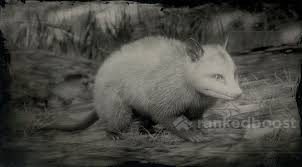 Their omnivorous diet consists of insects, fish, crustaceans, small mammals, grasses, fruits, and carrion. Red Dead Redemption 2 Opossum Locations Crafting Legendary Materials