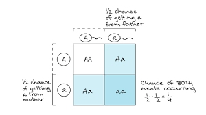 A punnett square is a diagram that was devised by an english geneticist named reginald punnett in the first half of the 20th century in order to determine the statistical likelihood of each possible genotype of the offspring of two parents. Classical Genetics High School Biology Science Khan Academy