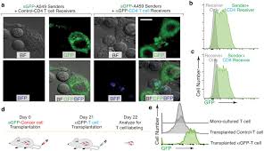 We did not find results for: A Versatile System To Record Cell Cell Interactions Elife