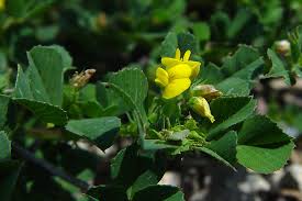 Image result for Medicago polymorpha