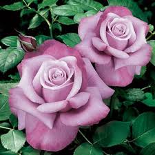 barbra streisand 36 inch patio tree rose hybrid tea roses heirloom roses purple roses
