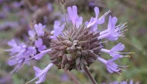 Salvia 'celestial blue' (also known as celestial blue sage or las pilitas sage), is a hybrid cross between salvia clevelandii (cleveland sage or chaparral sage) and s. Pruning Young Sages Weeding Wild Suburbia