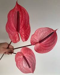 When does the home depot memorial day sale start? Potomac Floral Wholesale Potomacfloralwholesale Instagram Photos And Videos Wholesale Flowers Anthurium Plant Leaves