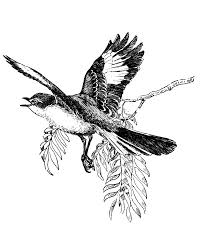 Texas history coloring sheets texas longhorn coloring sheet texas mockingbird coloring page texas outline coloring page texas roadhouse coloring pages. Mockingbird Spread His Wing Coloring Pages Color Luna