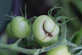 Leuchtend gelbe tomate mit der form einer kleinen zitrone mit leicht ausgezogener spitze. Tomatenkrankheiten Einfach Erkennen 14 Schadbilder Pflege Tipps