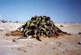 Welwitschia Mirabilis Extremely Primitive Plant That Grows Two Leaves Its Entire Life And They Just Keep Growing And Piling Weird Plants Unusual Plants Plants