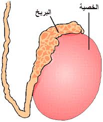 حجم الخصية عند الرجل البالغ اجمل جديد